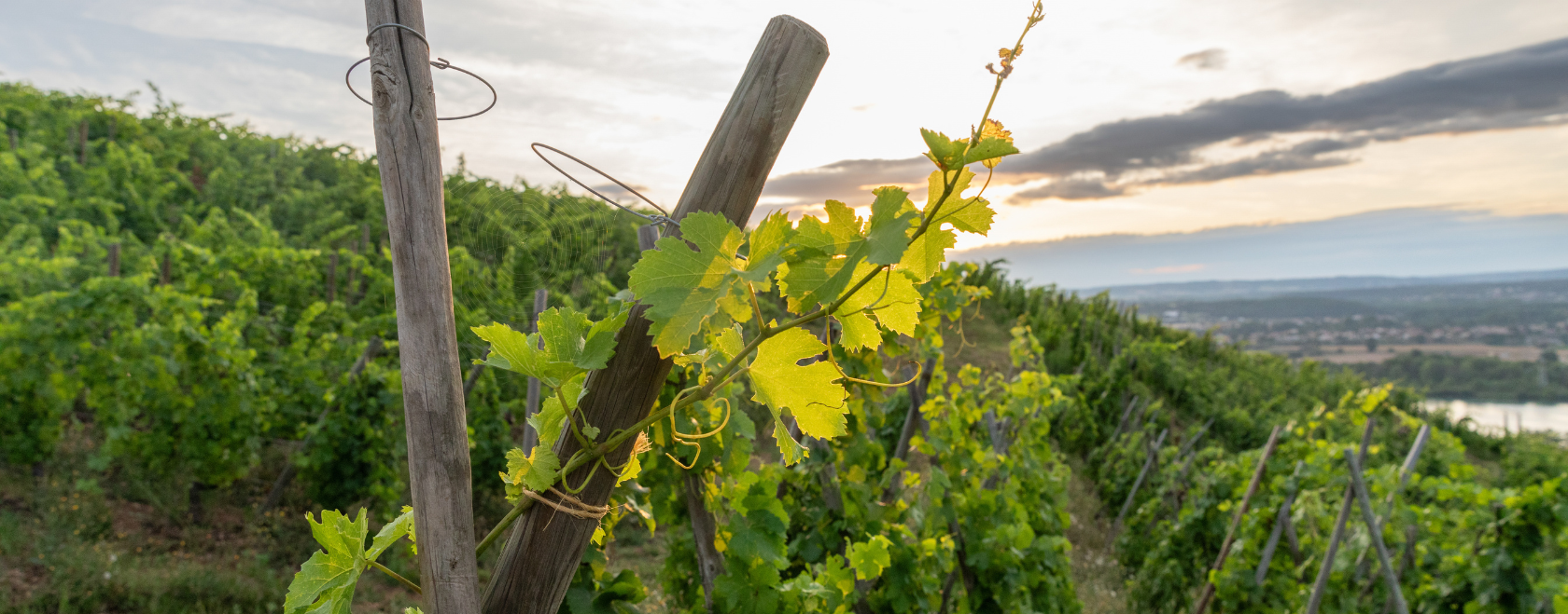 ddc- vin condrieu chavanay (1)